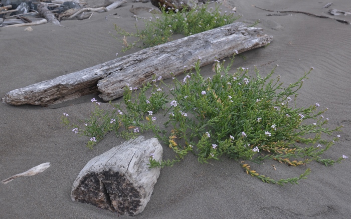 flowers and driftwood in sand